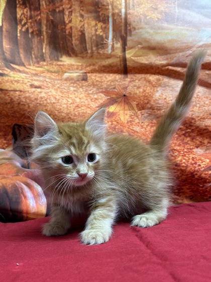 Shelter Stray Male Cat last seen dumped at league, Unknown,, 11300 Nacogdoches Rd, San Antonio, TX 78217, USA
