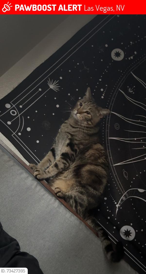Lost Male Cat last seen Tropicana and Mountain vista, Las Vegas, NV 89121
