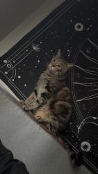 Lost Male Cat last seen Tropicana and Mountain vista, Las Vegas, NV 89121
