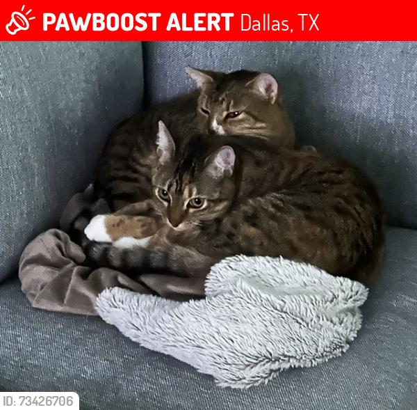 Lost Female Cat last seen Cordova and Valenicia Alley intersecting Santa Fe, Dallas, TX 75223