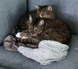 Lost Female Cat last seen Cordova and Valenicia Alley intersecting Santa Fe, Dallas, TX 75223