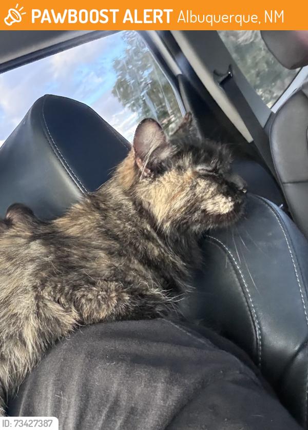 Found/Stray Unknown Cat last seen east Albuquerque/ foothill area, Albuquerque, NM 87102