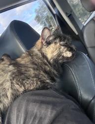 Found/Stray Unknown Cat last seen east Albuquerque/ foothill area, Albuquerque, NM 87102