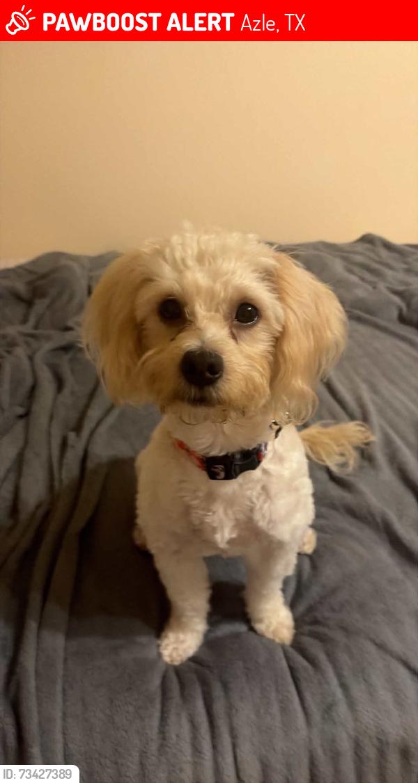 Lost Female Dog last seen Forest Oaks, Azle, TX 76020