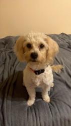 Lost Female Dog last seen Forest Oaks, Azle, TX 76020