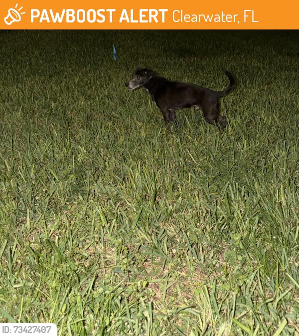 Found/Stray Male Dog last seen Keene rd and druid st intersection, Clearwater, FL 33764