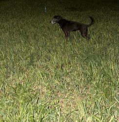 Found/Stray Male Dog last seen Keene rd and druid st intersection, Clearwater, FL 33764