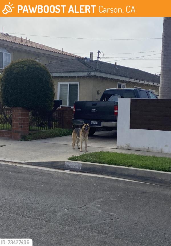 Found/Stray Unknown Dog last seen Martin street, Carson, CA 90745