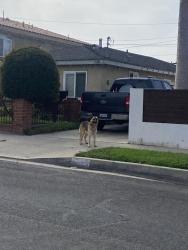 Found/Stray Unknown Dog last seen Martin street, Carson, CA 90745