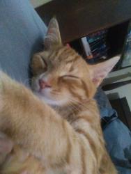 Reunited Male Cat last seen Wayside rd, Rome, GA 30161