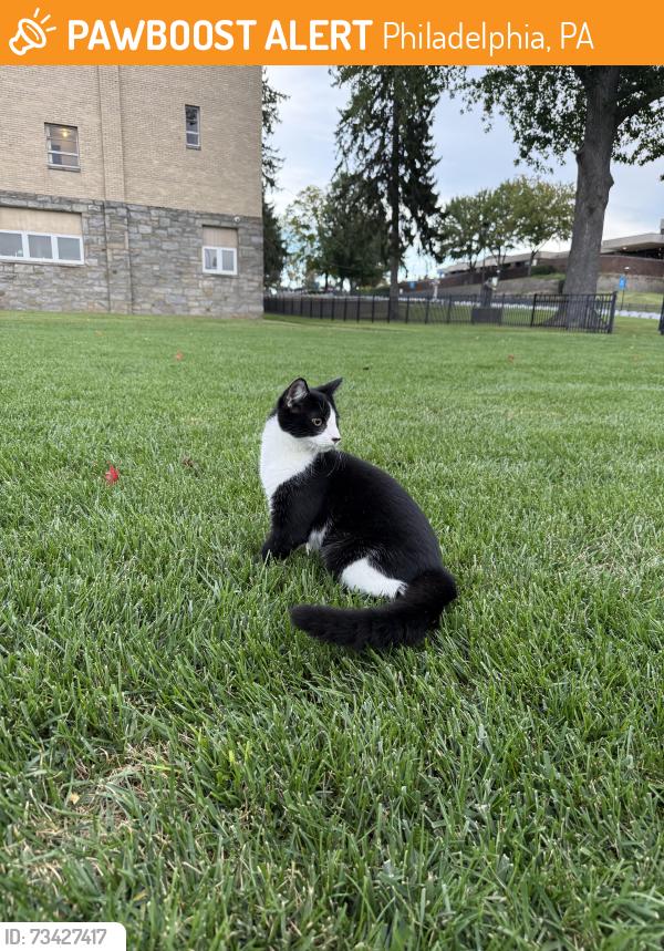 Found/Stray Male Cat last seen Near Grant Ave, Philadelphia, PA 19114