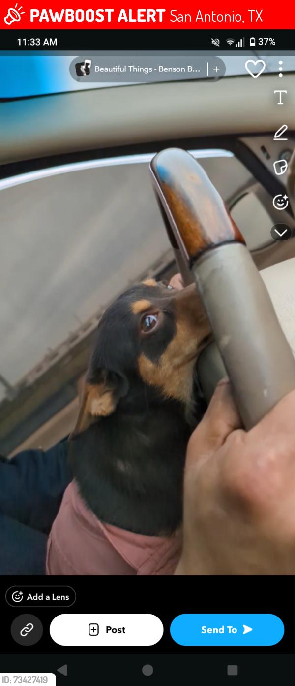 Lost Female Dog last seen Esma St and galant st, San Antonio, TX 78223