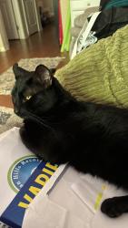Reunited Male Cat last seen Stonegate East, Irvine, CA 92618