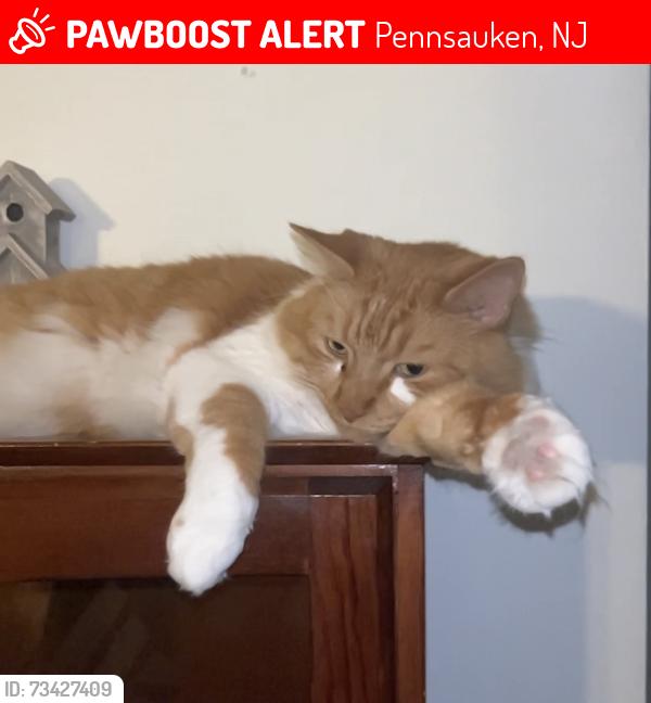 Lost Male Cat last seen clayton av, Pennsauken, NJ 08109