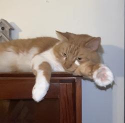 Lost Male Cat last seen clayton av, Pennsauken, NJ 08109