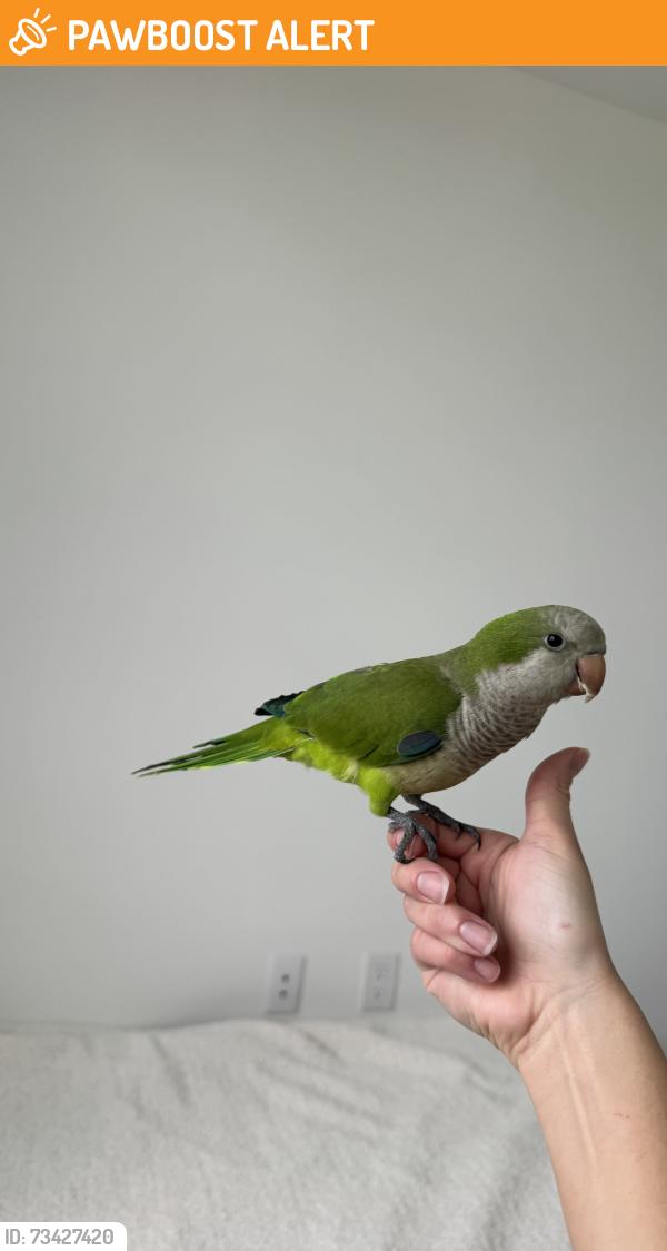 Found/Stray Unknown Bird last seen Hallandale beach, Hallandale Beach, FL 33009