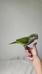 Found/Stray Unknown Bird last seen Hallandale beach, Hallandale Beach, FL 33009