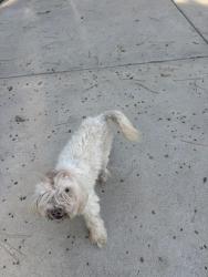 Found/Stray Female Dog last seen Perkins Pl, Arlington, TX 76016