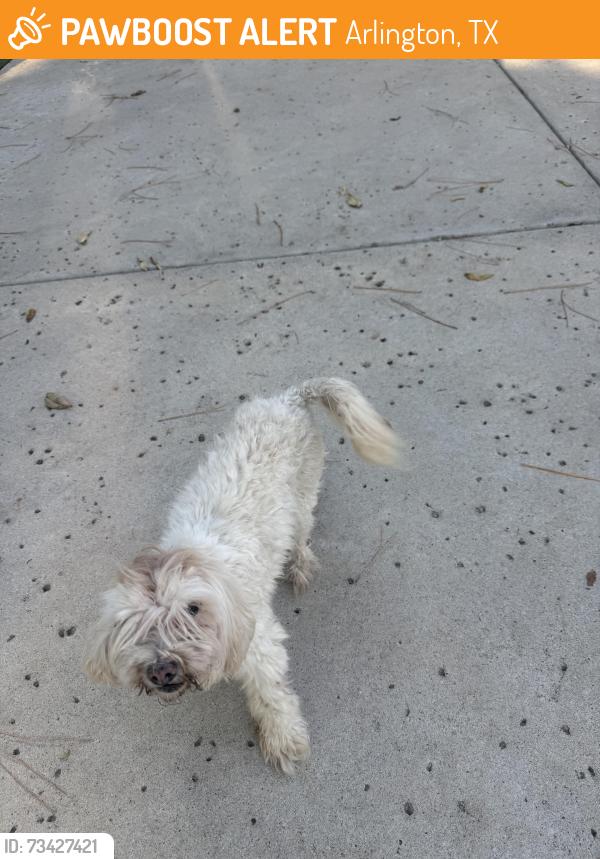 Found/Stray Female Dog last seen Perkins Pl, Arlington, TX 76016