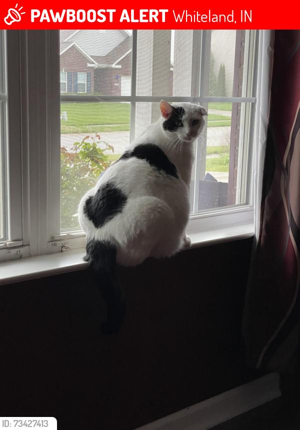 Lost Male Cat last seen Millstone neighborhood, Whiteland, IN 46184