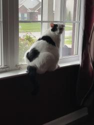 Lost Male Cat last seen Millstone neighborhood, Whiteland, IN 46184