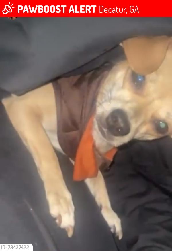 Lost Female Dog last seen Mcafee, Decatur, GA 30032