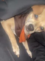 Lost Female Dog last seen Mcafee, Decatur, GA 30032
