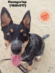 Shelter Stray Female Dog last seen Cuyamaca Street, El Cajon, CA, 92020, El Cajon, CA 92020, USA
