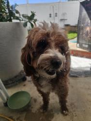Found/Stray Male Dog last seen Copper Hill, Santa Clarita, CA 91390