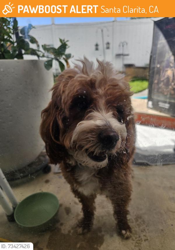 Found/Stray Male Dog last seen Copper Hill, Santa Clarita, CA 91390
