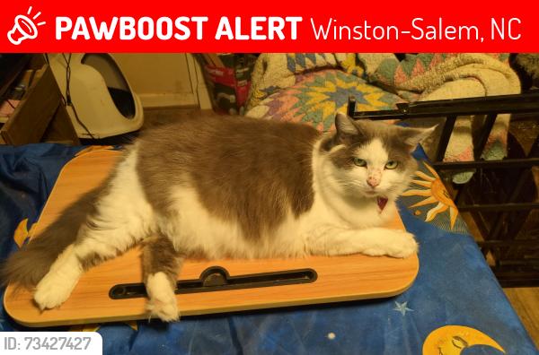 Lost Female Cat last seen Corner or Vandalia Dr and S Cliffdale Dr Winston Salem NC, Winston-Salem, NC 27104