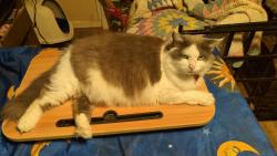Lost Female Cat last seen Corner or Vandalia Dr and S Cliffdale Dr Winston Salem NC, Winston-Salem, NC 27104