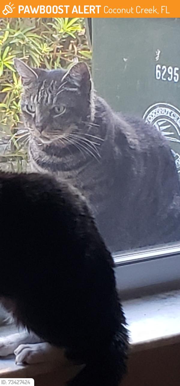 Found/Stray Male Cat last seen Hillsboro and Lyons, Coconut Creek, FL 33073
