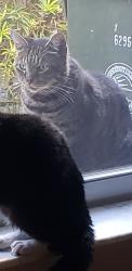 Found/Stray Male Cat last seen Hillsboro and Lyons, Coconut Creek, FL 33073
