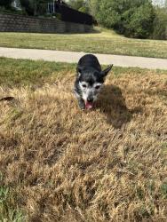 Found/Stray Male Dog last seen Egyptian and Duncan Perry, Grand Prairie, TX 75050