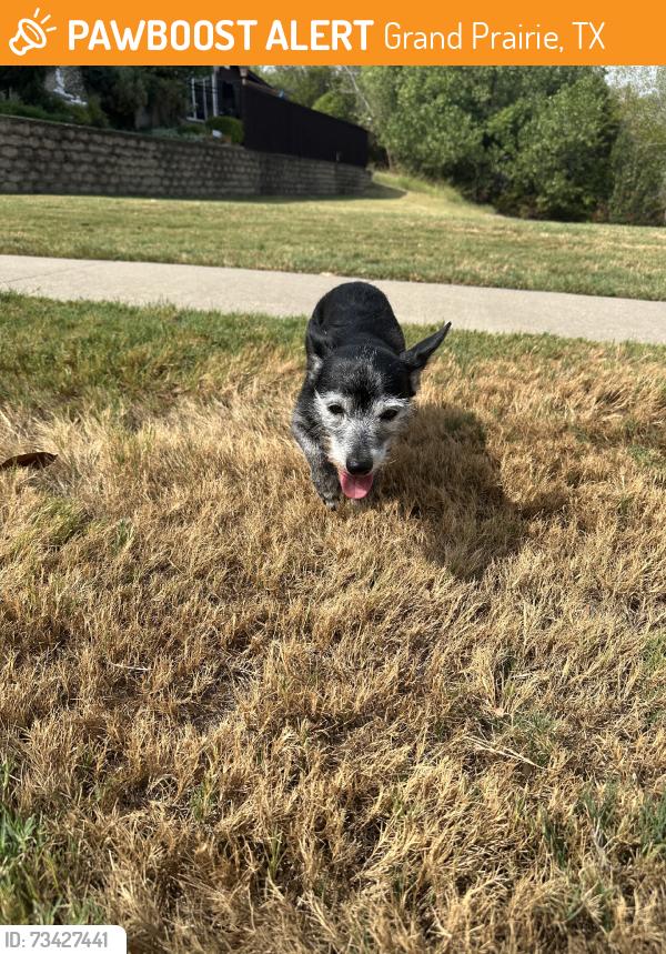 Found/Stray Male Dog last seen Egyptian and Duncan Perry, Grand Prairie, TX 75050