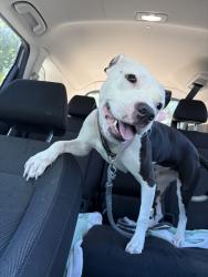 Found/Stray Female Dog last seen Alden Townes North Charleston, North Charleston, SC 29406