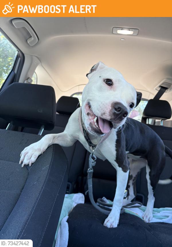 Found/Stray Female Dog last seen Alden Townes North Charleston, North Charleston, SC 29406