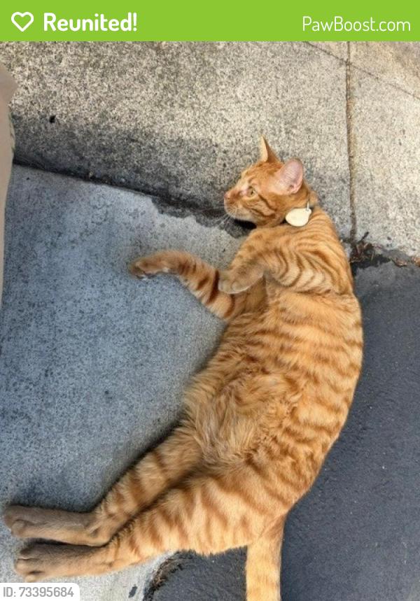 Reunited Unknown Cat last seen Lake Forest Drive and Pittsford Drive, Lake Forest, CA 92630