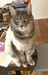 Reunited Female Cat last seen Near Appleseed Drive, Coplay, Coplay, PA 18037