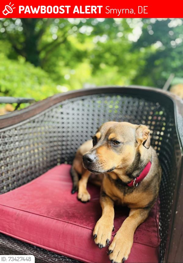 Lost Female Dog last seen North street Smyrna de, Smyrna, DE 19977