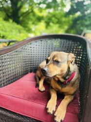 Lost Female Dog last seen North street Smyrna de, Smyrna, DE 19977