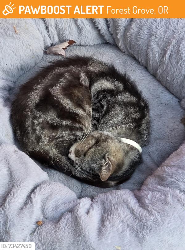 Found/Stray Unknown Cat last seen 21st Ave & Main St, Forest Grove, OR 97116