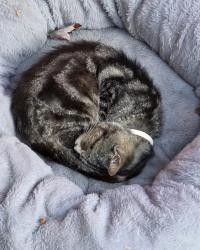 Found/Stray Unknown Cat last seen 21st Ave & Main St, Forest Grove, OR 97116
