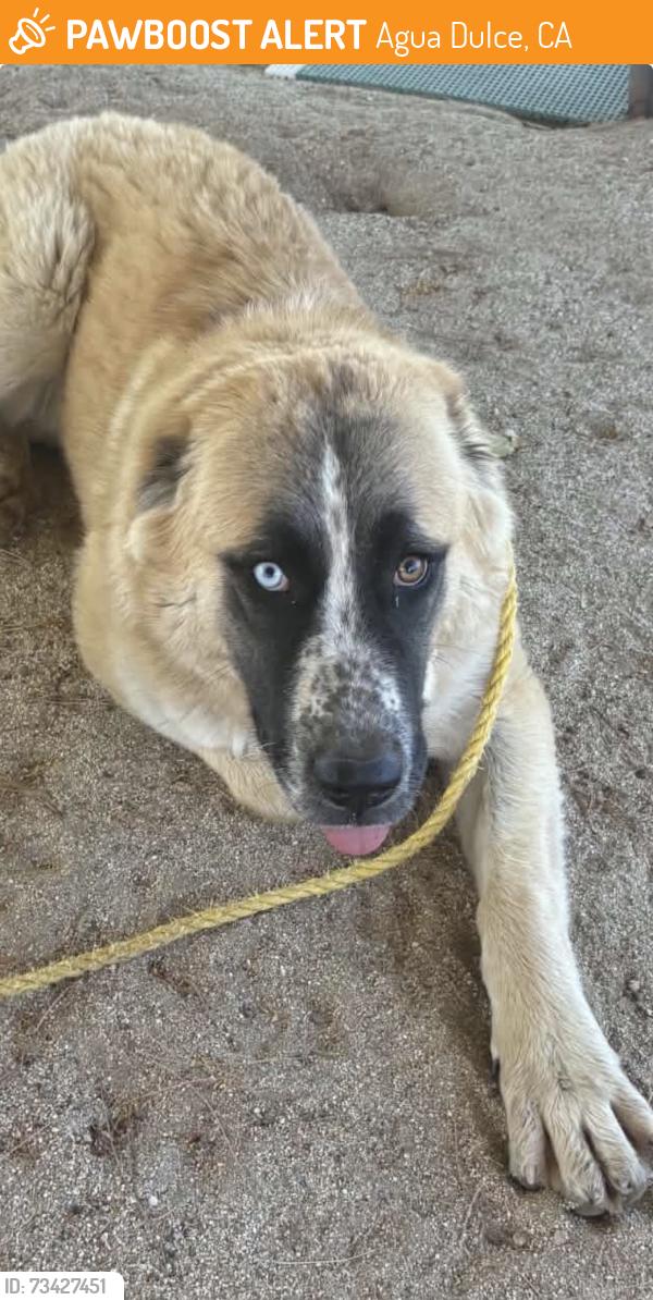 Found/Stray Female Dog last seen Found off Mint Canyon near Koontz Rd., Agua Dulce, CA 91390