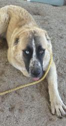 Found/Stray Female Dog last seen Found off Mint Canyon near Koontz Rd., Agua Dulce, CA 91390