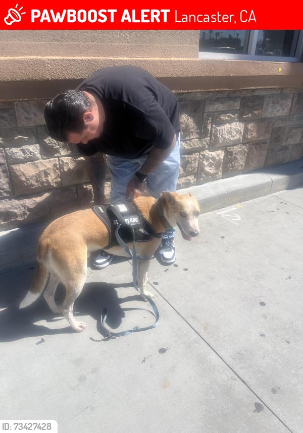 Lost Male Dog last seen 90th street east, Lancaster, CA 93535