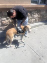 Lost Male Dog last seen 90th street east, Lancaster, CA 93535