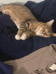 Lost Male Cat last seen Mountain Ave, meridian st, Duarte, CA 91010