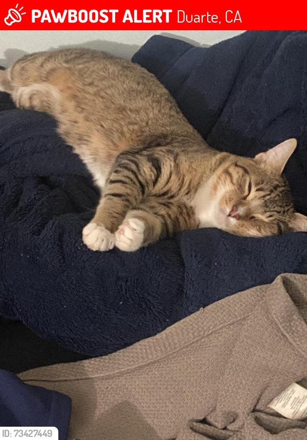 Lost Male Cat last seen Mountain Ave, meridian st, Duarte, CA 91010